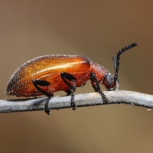 Ecnolagria grandis at Hackett, ACT - 13 Nov 2019 11:24 AM