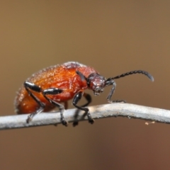 Ecnolagria grandis at Hackett, ACT - 13 Nov 2019 11:24 AM