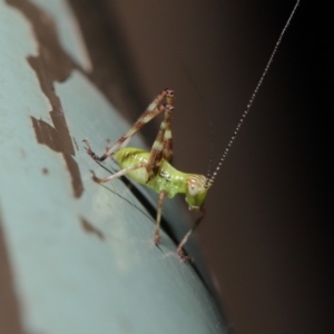 Caedicia simplex at Acton, ACT - 13 Nov 2019