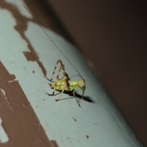 Caedicia simplex at Acton, ACT - 13 Nov 2019 01:24 PM