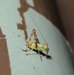 Caedicia simplex at Acton, ACT - 13 Nov 2019 01:24 PM