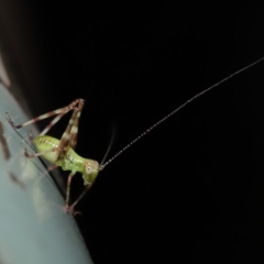 Caedicia simplex at Acton, ACT - 13 Nov 2019 01:24 PM