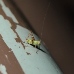 Caedicia simplex at Acton, ACT - 13 Nov 2019 01:24 PM