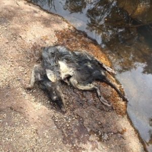 Perameles nasuta at Rendezvous Creek, ACT - 16 Nov 2019