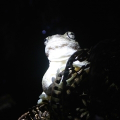 Litoria peronii (Peron's Tree Frog, Emerald Spotted Tree Frog) at Quaama, NSW - 17 Apr 2015 by FionaG