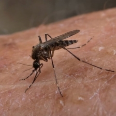 CULICIDAE (family) (Mosquito) at Eden, NSW - 10 Nov 2019 by HarveyPerkins