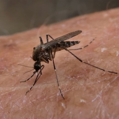 CULICIDAE (family) (Mosquito) at Eden, NSW - 10 Nov 2019 by HarveyPerkins