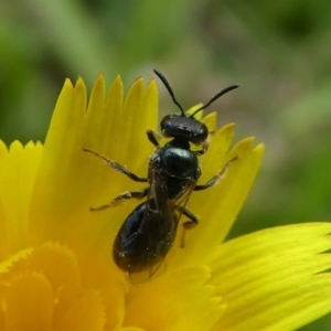 Lasioglossum (Homalictus) sp. (genus & subgenus) at Lake Curalo - 10 Nov 2019 11:18 AM