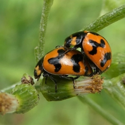 Coccinella transversalis (Transverse Ladybird) at Eden, NSW - 10 Nov 2019 by HarveyPerkins