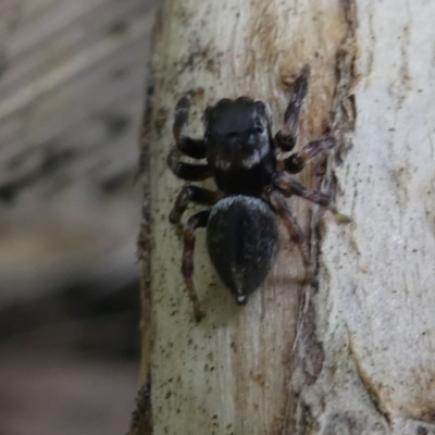 Hypoblemum sp. (genus) (Unidentified Hypoblemum jumping spider) at Eden, NSW - 10 Nov 2019 by HarveyPerkins