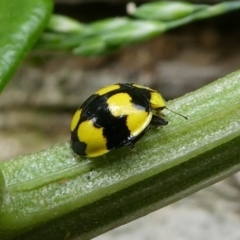 Illeis galbula (Fungus-eating Ladybird) at Eden, NSW - 10 Nov 2019 by HarveyPerkins