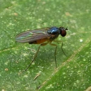 Dolichopodidae (family) at Eden, NSW - 10 Nov 2019 11:49 AM