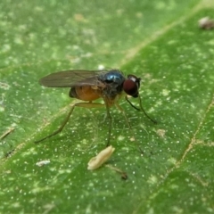 Dolichopodidae (family) at Eden, NSW - 10 Nov 2019 11:49 AM