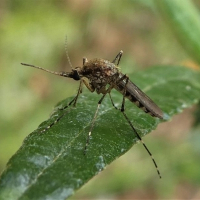 CULICIDAE (family) (Mosquito) at Eden, NSW - 10 Nov 2019 by HarveyPerkins