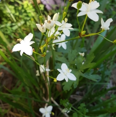 Libertia paniculata (Branching Grass-flag) at - 22 Oct 2019 by Margot