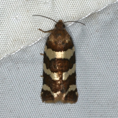 Subfurcatana subfurcatana (A Tortricid moth) at Rosedale, NSW - 16 Nov 2019 by jb2602