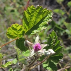 Rubus parvifolius (Native Raspberry) at Tennent, ACT - 11 Nov 2019 by MichaelBedingfield