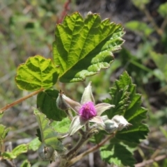 Rubus parvifolius (Native Raspberry) at Tennent, ACT - 11 Nov 2019 by michaelb