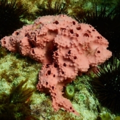 Unidentified Sponge at Bawley Point, NSW - 17 Nov 2019 by GLemann