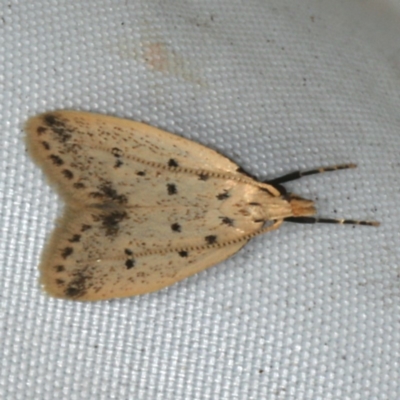 Atheropla decaspila (A concealer moth) at Rosedale, NSW - 15 Nov 2019 by jbromilow50