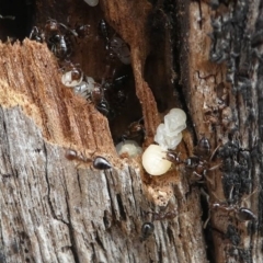 Unidentified Ant (Hymenoptera, Formicidae) at Eden, NSW - 10 Nov 2019 by HarveyPerkins