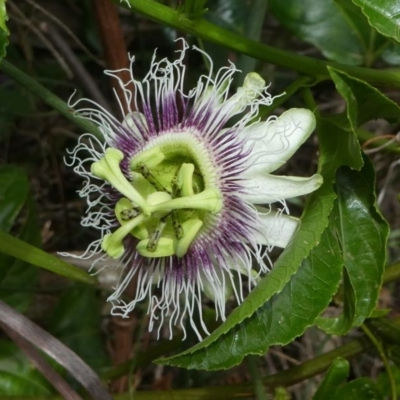 Passiflora edulis (Common Passionfruit) at Eden, NSW - 10 Nov 2019 by HarveyPerkins