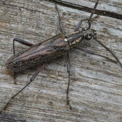 Strongylurus sp. (genus) (Longhorn beetle) at Eden, NSW - 10 Nov 2019 by HarveyPerkins