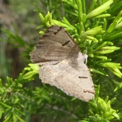 Dissomorphia australiaria (Dashed Geometrid, Ennominae) at Eden, NSW - 10 Nov 2019 by HarveyPerkins