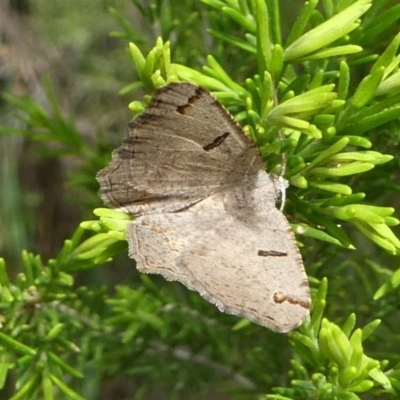 Dissomorphia australiaria (Dashed Geometrid, Ennominae) at Eden, NSW - 10 Nov 2019 by HarveyPerkins