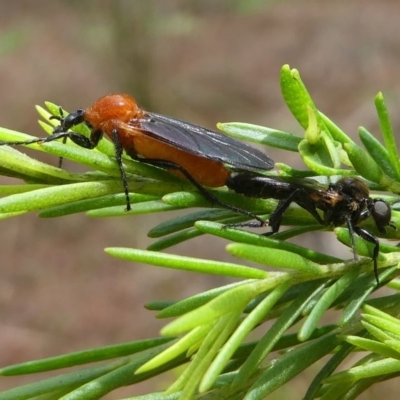 Bibio imitator (Garden maggot) at Eden, NSW - 10 Nov 2019 by HarveyPerkins