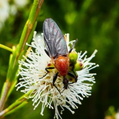 Bibio imitator (Garden maggot) at Eden, NSW - 10 Nov 2019 by HarveyPerkins