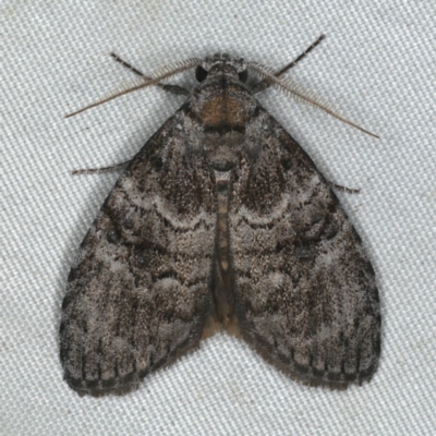 Uraba lugens (Gumleaf Skeletonizer) at Rosedale, NSW - 15 Nov 2019 by jb2602