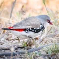 Stagonopleura guttata (Diamond Firetail) at Jerrabomberra, NSW - 15 Nov 2019 by Wandiyali