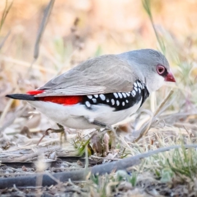 Stagonopleura guttata (Diamond Firetail) at Wandiyali-Environa Conservation Area - 15 Nov 2019 by Wandiyali