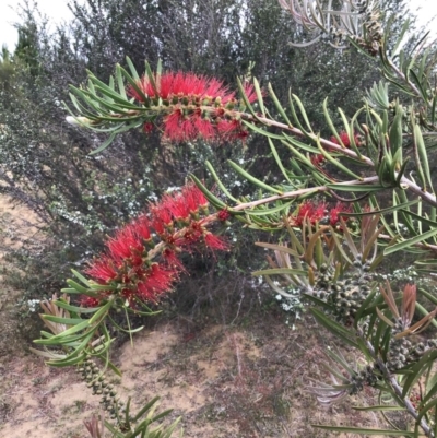 Callistemon rigidus (Stiff Bottlebrush) at Penrose, NSW - 17 Nov 2019 by ESP