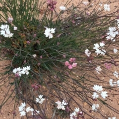 Xanthosia atkinsoniana at Penrose - 17 Nov 2019 by ESP