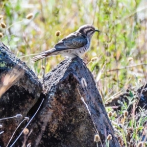 Chrysococcyx basalis at Jerrabomberra, NSW - 16 Nov 2019 08:50 AM