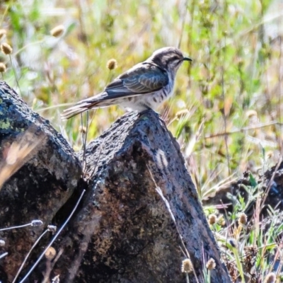 Chrysococcyx basalis (Horsfield's Bronze-Cuckoo) at Wandiyali-Environa Conservation Area - 15 Nov 2019 by Wandiyali