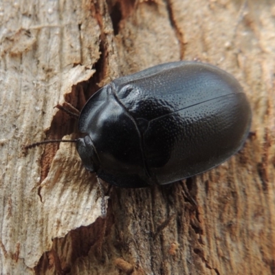 Pterohelaeus striatopunctatus (Darkling beetle) at Tuggeranong DC, ACT - 2 Nov 2019 by MichaelBedingfield