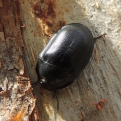 Pterohelaeus striatopunctatus at Tuggeranong DC, ACT - 2 Nov 2019