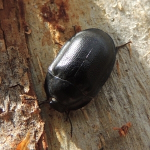 Pterohelaeus striatopunctatus at Tuggeranong DC, ACT - 2 Nov 2019