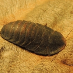 Laxta granicollis (Common bark or trilobite cockroach) at Paddys River, ACT - 6 Nov 2019 by MichaelBedingfield