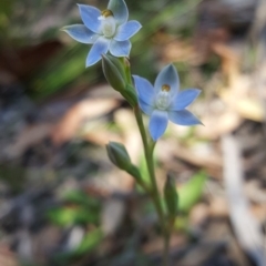 Thelymitra sp. (A Sun Orchid) at Penrose, NSW - 31 Oct 2019 by AliciaKaylock