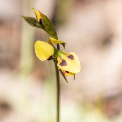Diuris sulphurea (Tiger Orchid) at Tennent, ACT - 16 Nov 2019 by SWishart