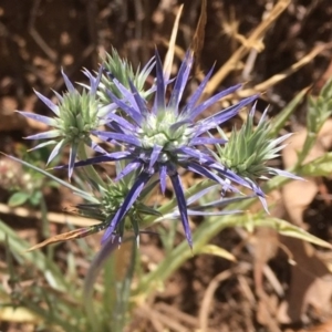 Eryngium ovinum at Griffith, ACT - 18 Nov 2019