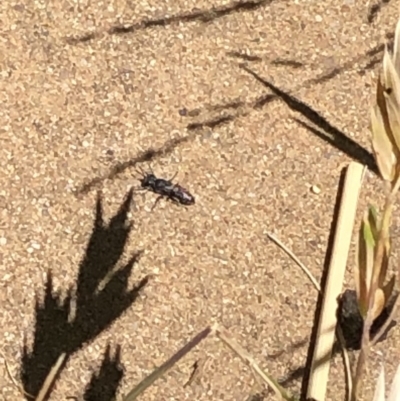 Unidentified Wasp (Hymenoptera, Apocrita) at Aranda, ACT - 18 Nov 2019 by Jubeyjubes