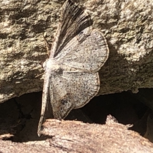 Taxeotis (genus) at Aranda, ACT - 17 Nov 2019