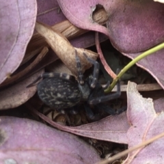 Badumna (genus) (Lattice-web spider) at Aranda, ACT - 17 Nov 2019 by Jubeyjubes