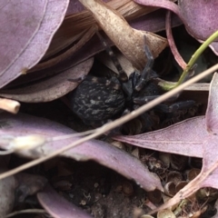 Badumna (genus) at Aranda, ACT - 17 Nov 2019 04:36 PM