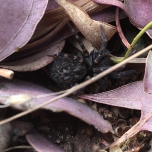 Badumna sp. (genus) at Aranda, ACT - 17 Nov 2019